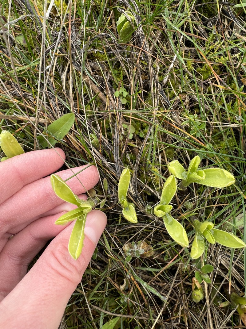 Frasera albicaulis var. columbiana