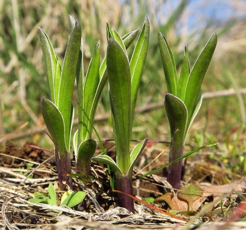 Frasera albicaulis var. columbiana photo 2