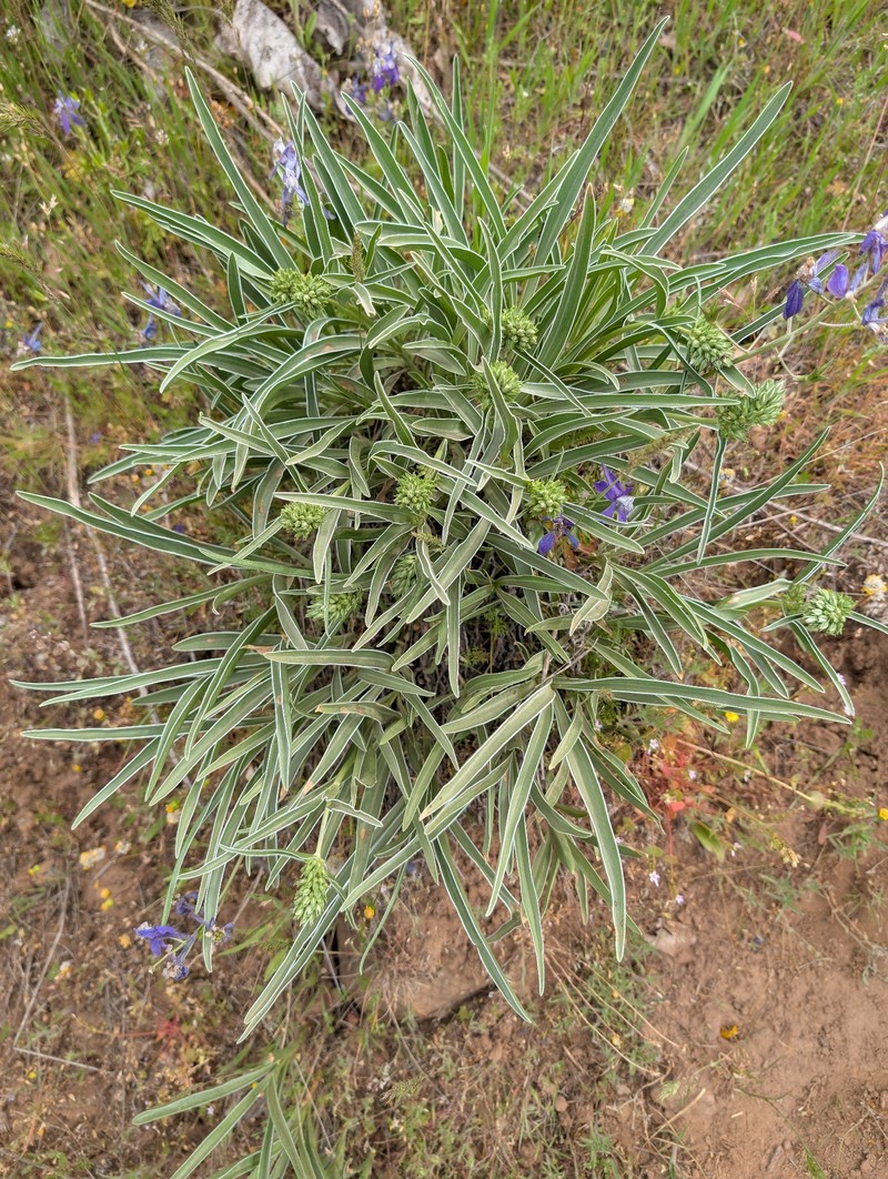 Frasera albicaulis var. columbiana photo 3