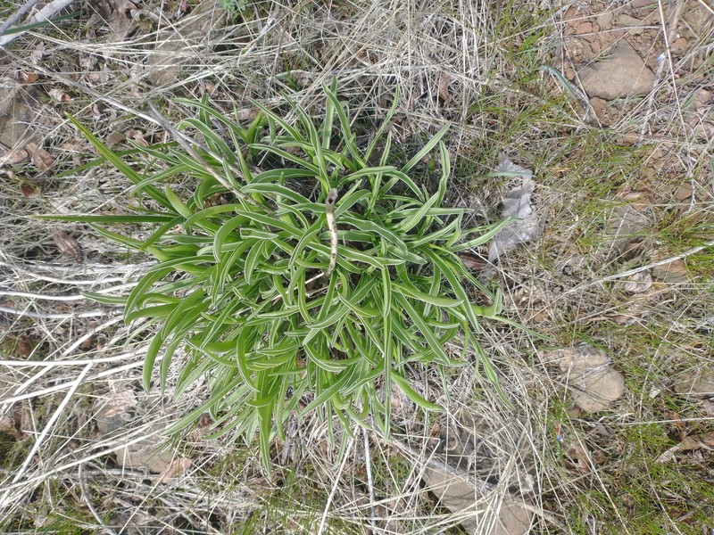 Frasera albicaulis var. columbiana photo 4