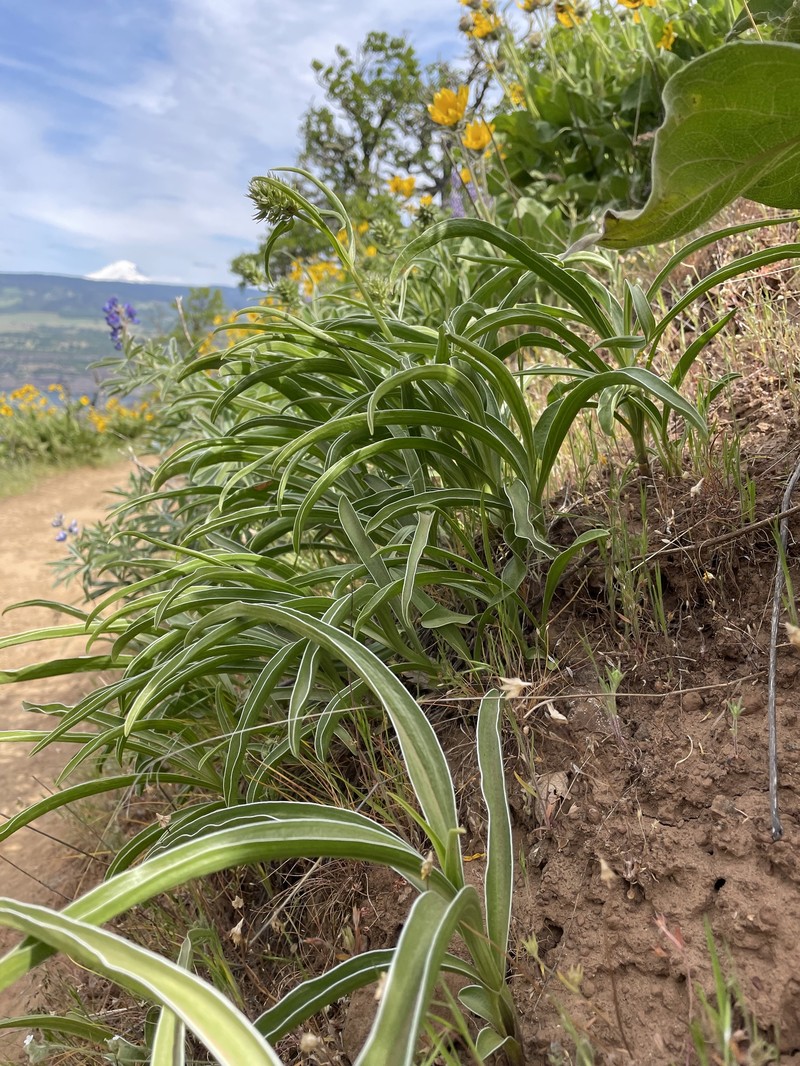 Frasera albicaulis var. columbiana photo 5