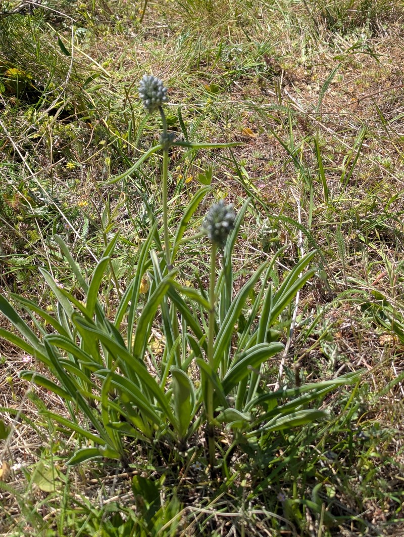Frasera albicaulis var. columbiana photo 6