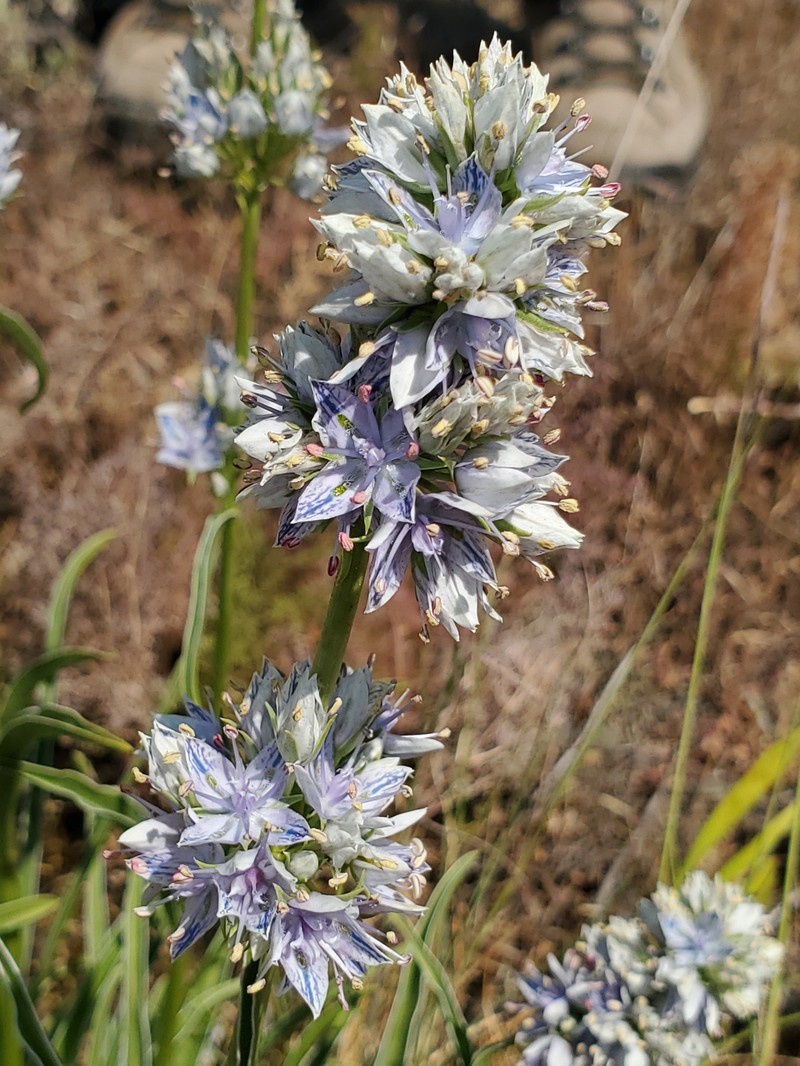 Frasera albicaulis var. columbiana photo 7