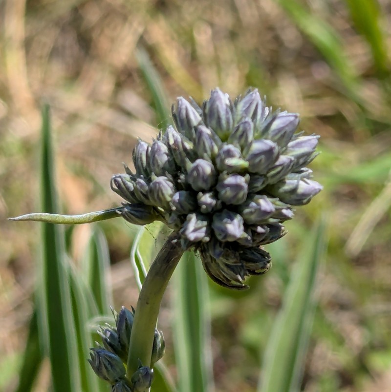 Frasera albicaulis var. columbiana photo 8