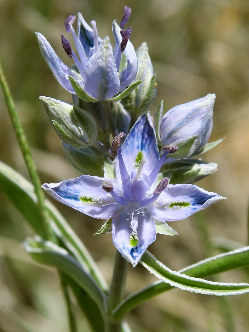 Frasera albicaulis var. cusickii