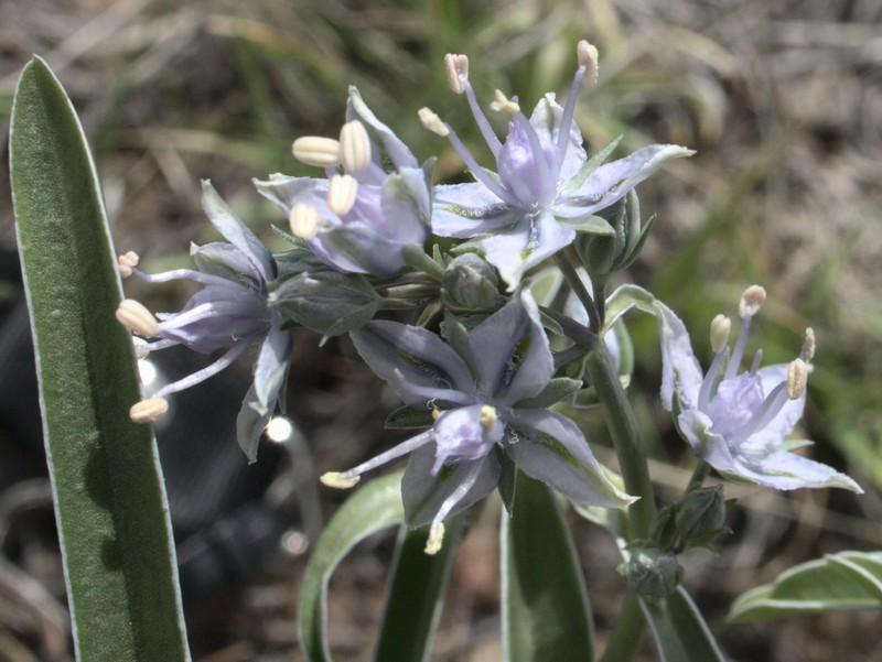 Frasera albicaulis var. cusickii photo 2