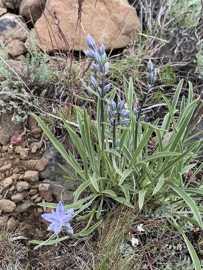 Frasera albicaulis var. cusickii photo 3