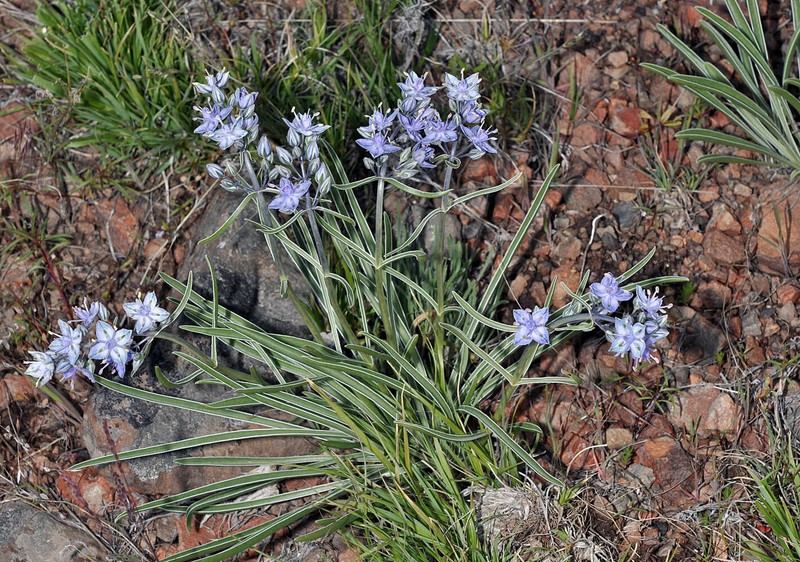 Frasera albicaulis var. cusickii photo 4