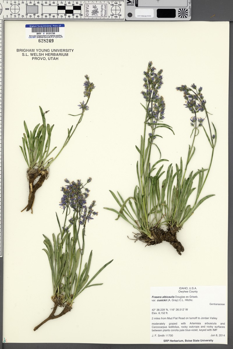 Frasera albicaulis var. cusickii photo 5