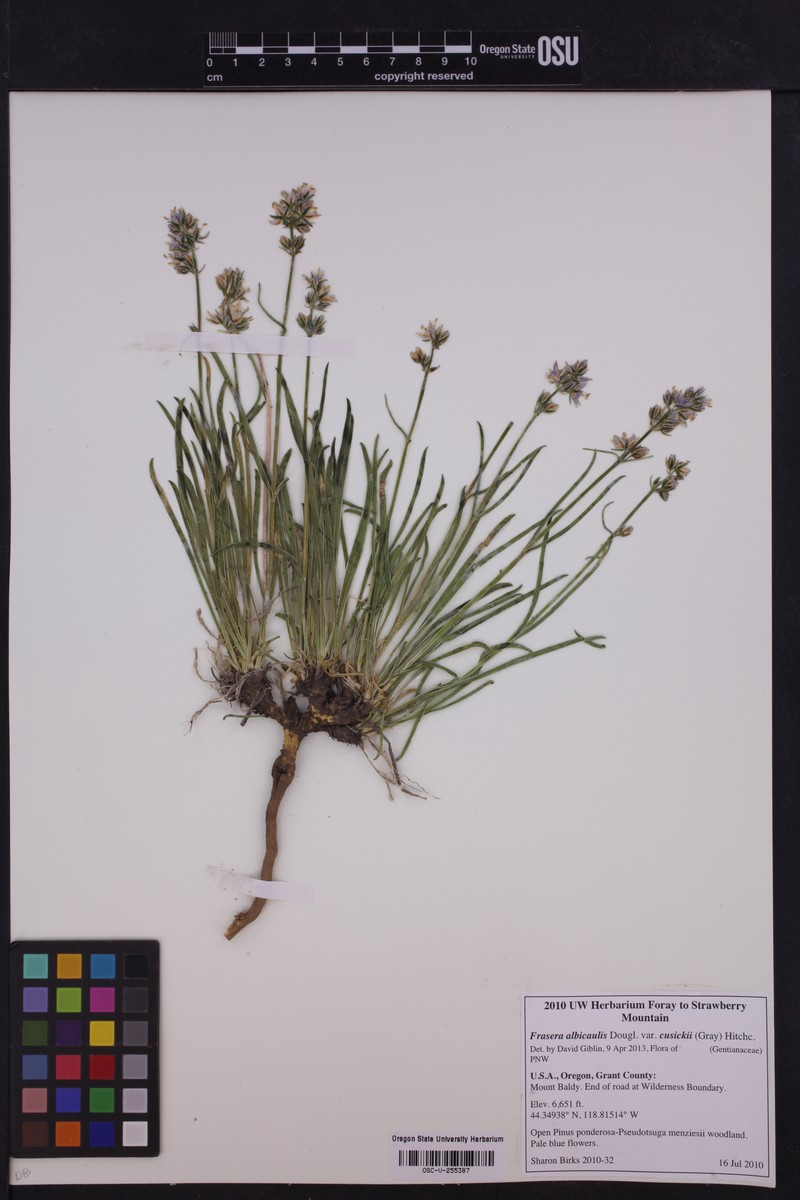 Frasera albicaulis var. cusickii photo 6