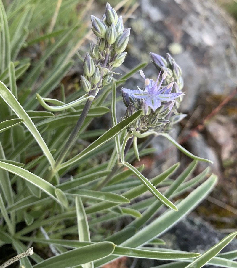 Frasera albicaulis var. idahoensis