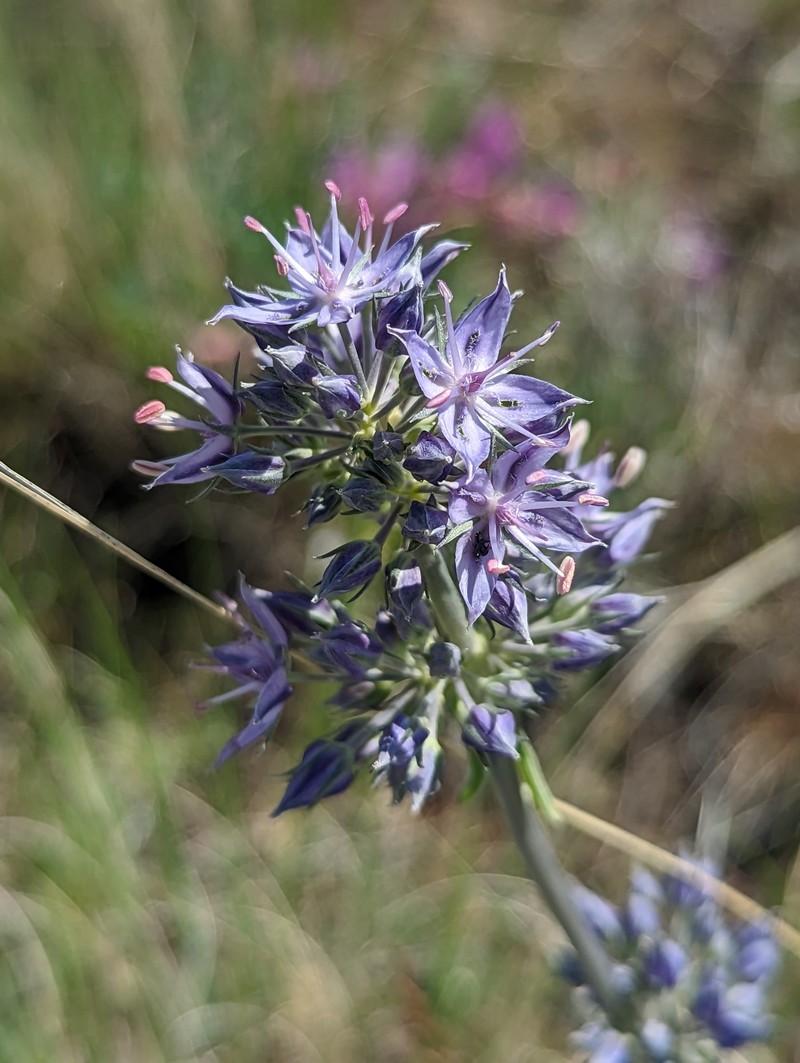 Frasera albicaulis var. idahoensis photo 2