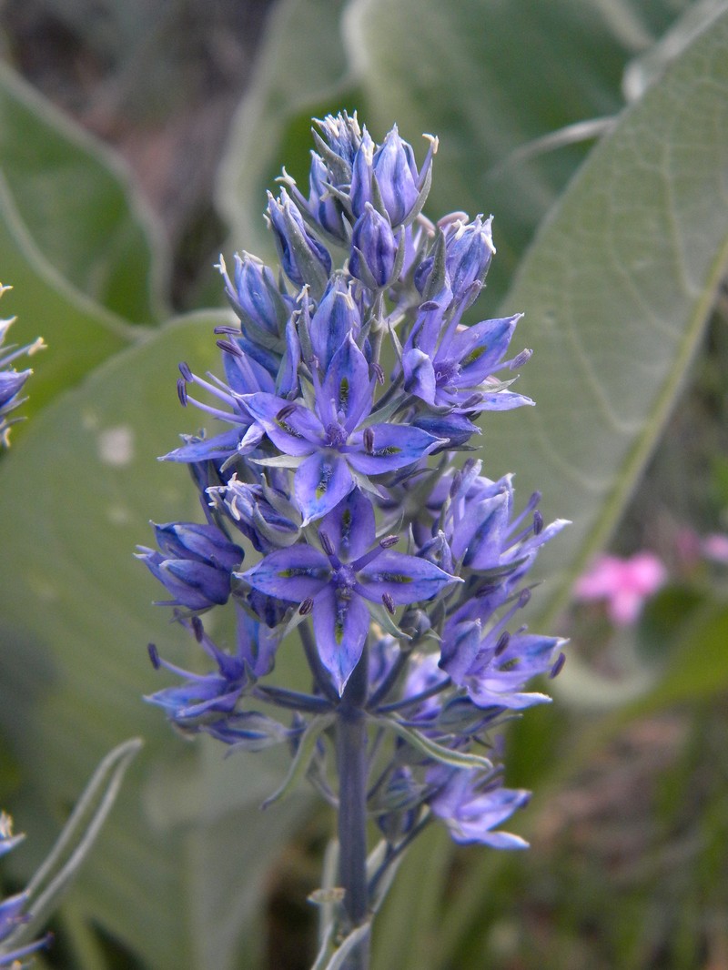 Frasera albicaulis var. idahoensis photo 3