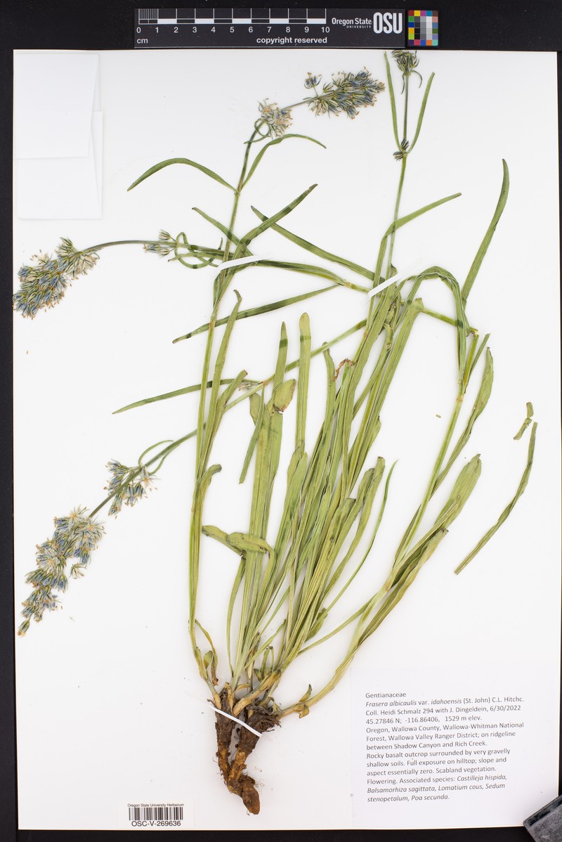 Frasera albicaulis var. idahoensis photo 4
