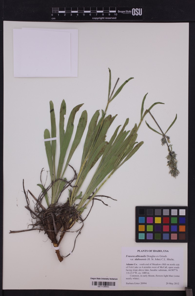 Frasera albicaulis var. idahoensis photo 5