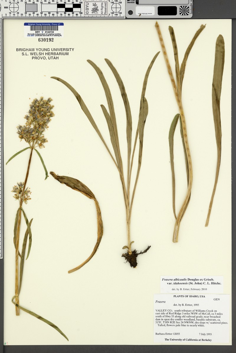 Frasera albicaulis var. idahoensis photo 6