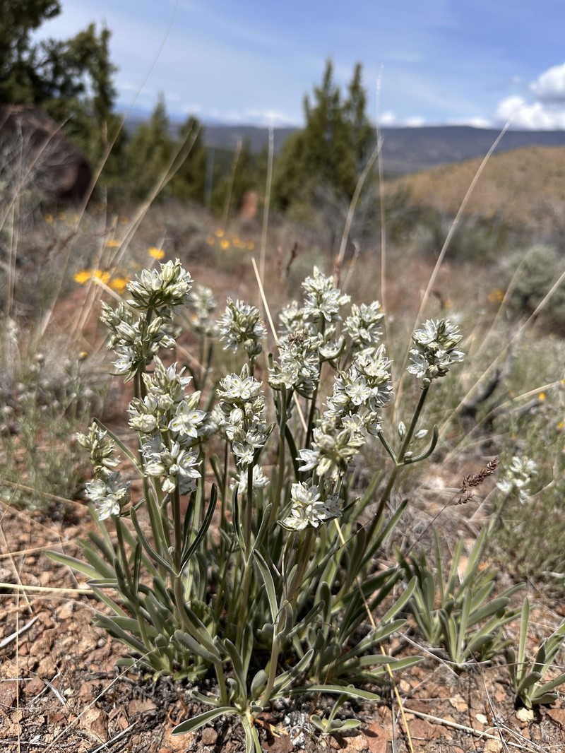 Frasera albicaulis var. modocensis