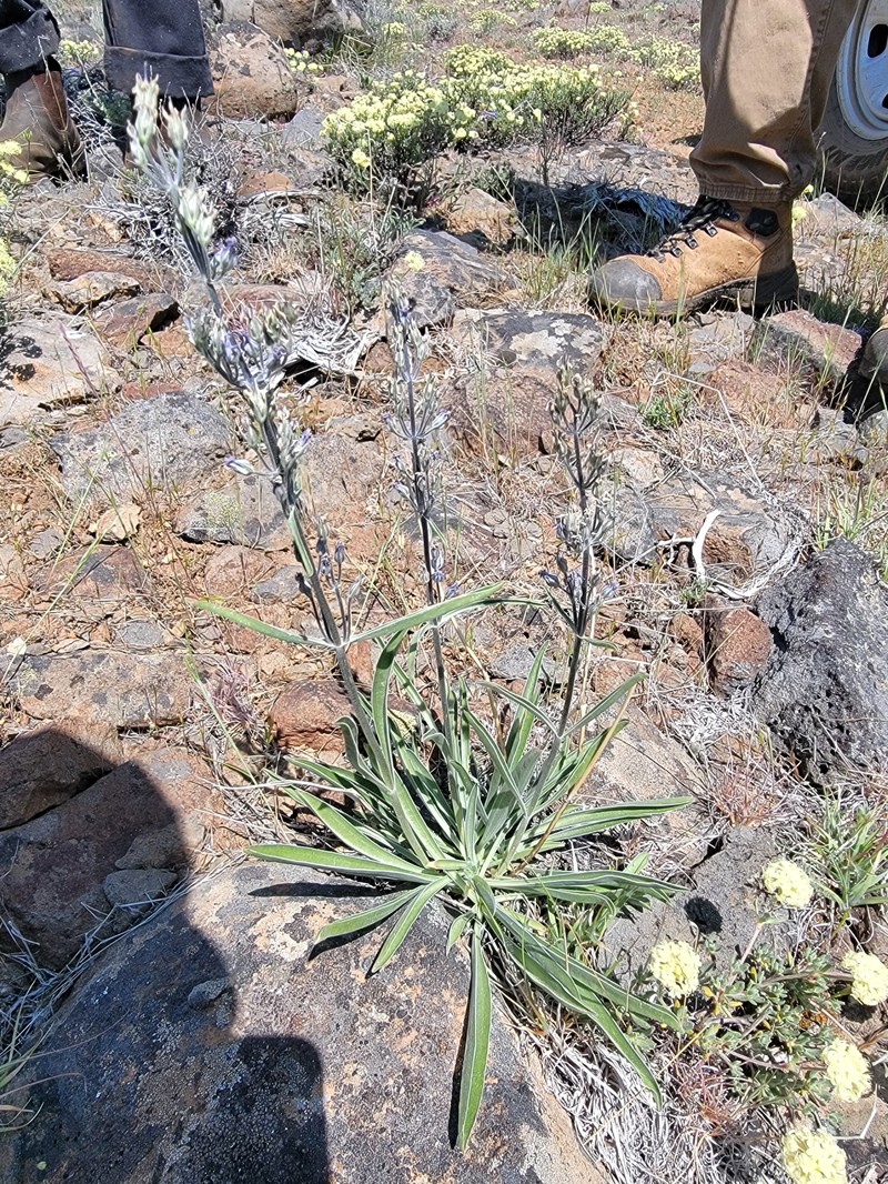 Frasera albicaulis var. modocensis photo 2