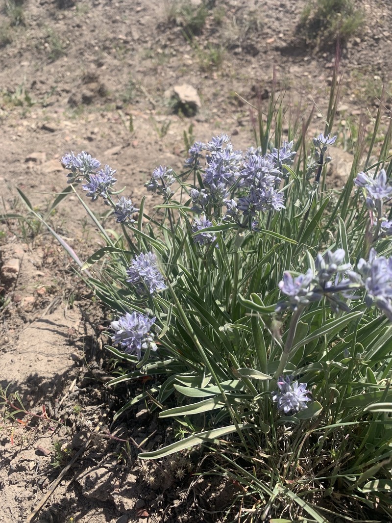 Frasera albicaulis var. modocensis photo 3