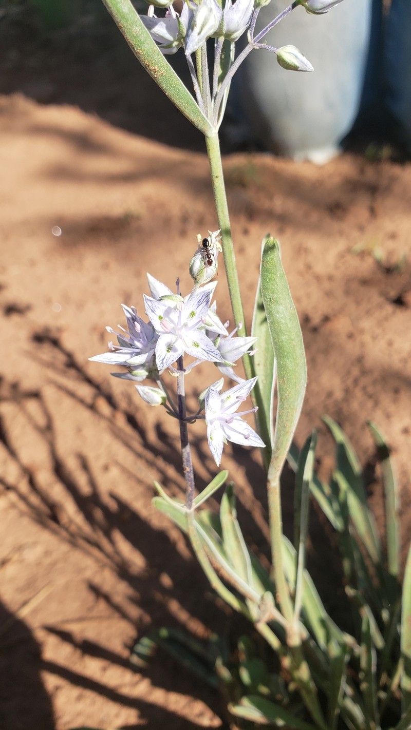 Frasera albicaulis var. modocensis photo 4