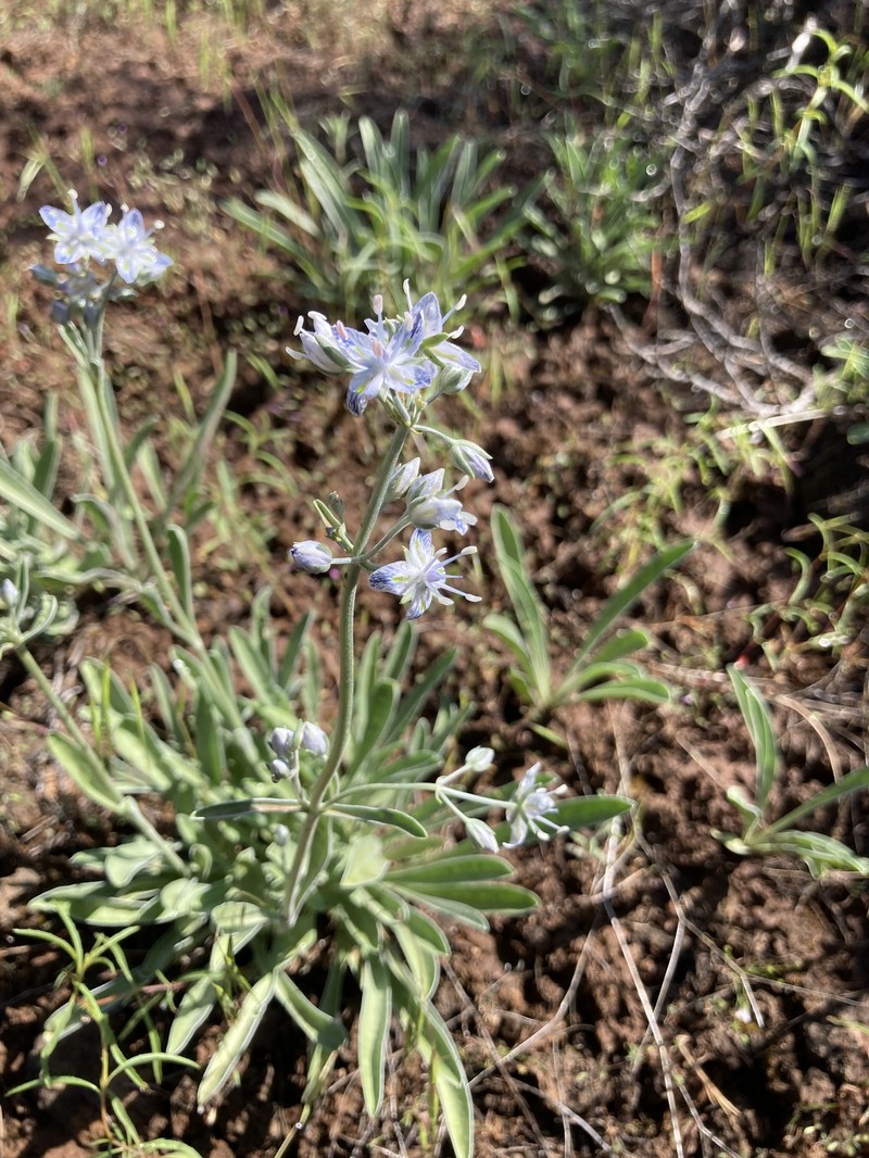 Frasera albicaulis var. modocensis photo 5