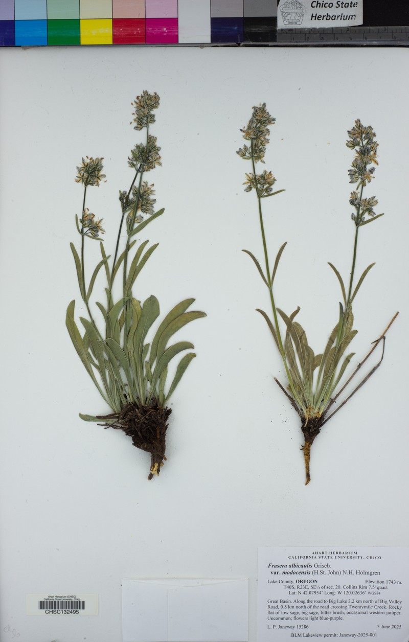 Frasera albicaulis var. modocensis photo 6
