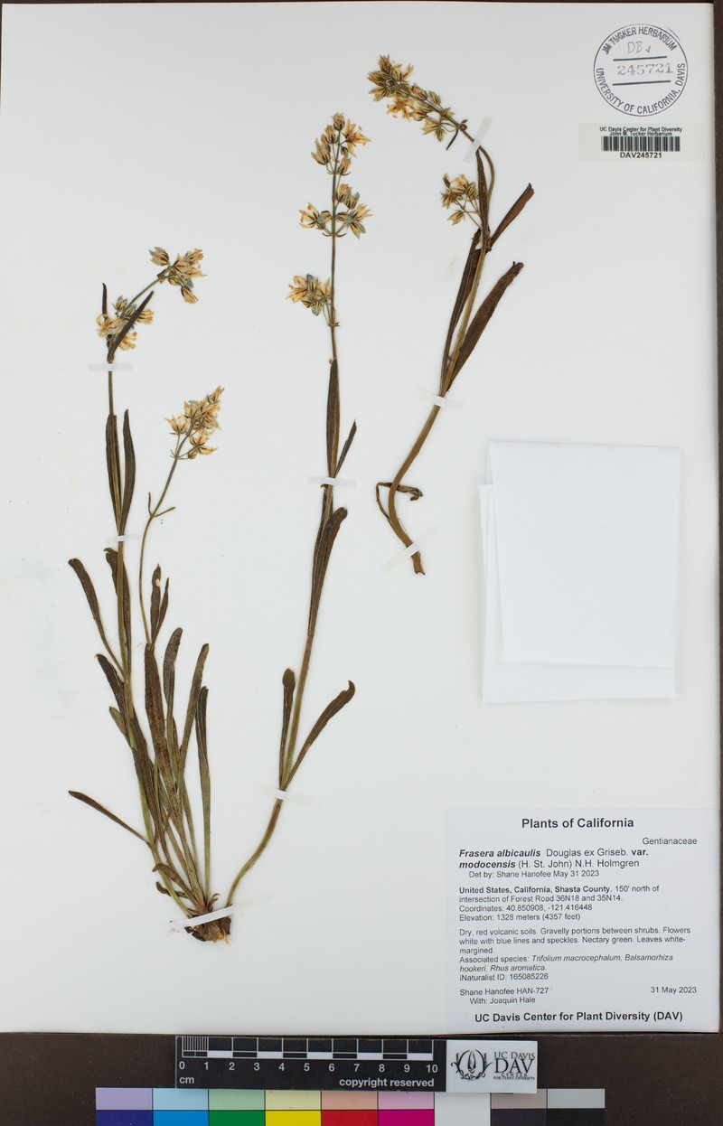 Frasera albicaulis var. modocensis photo 7