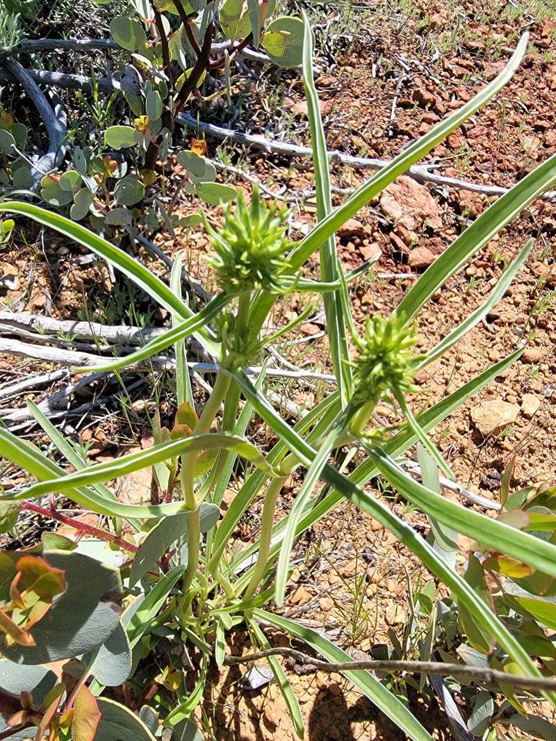 Frasera albicaulis var. nitida