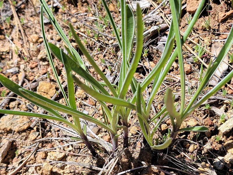 Frasera albicaulis var. nitida photo 2