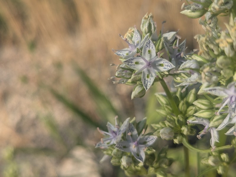 Frasera albicaulis var. nitida photo 3