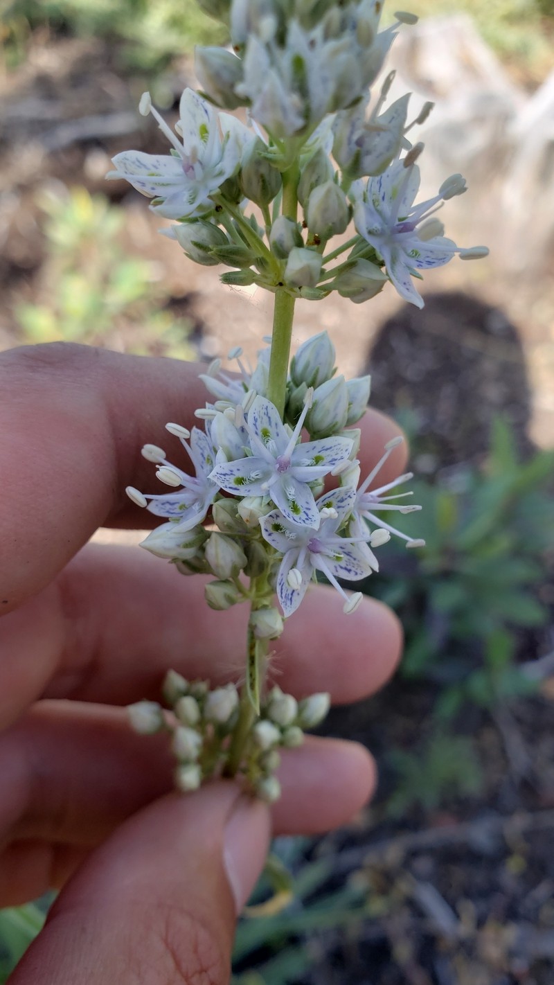 Frasera albicaulis var. nitida photo 4