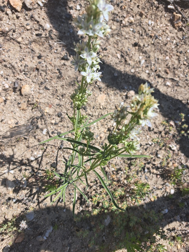 Frasera albicaulis var. nitida photo 5