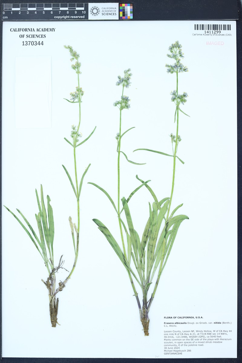 Frasera albicaulis var. nitida photo 6