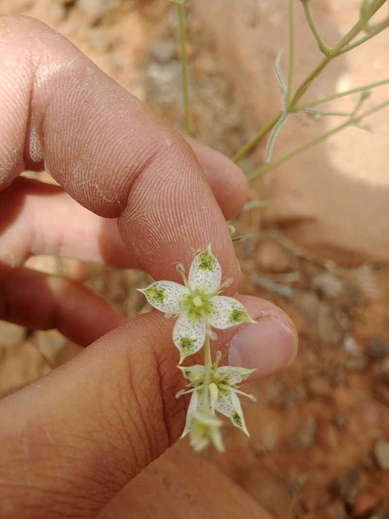 Desert Frasera photo 2