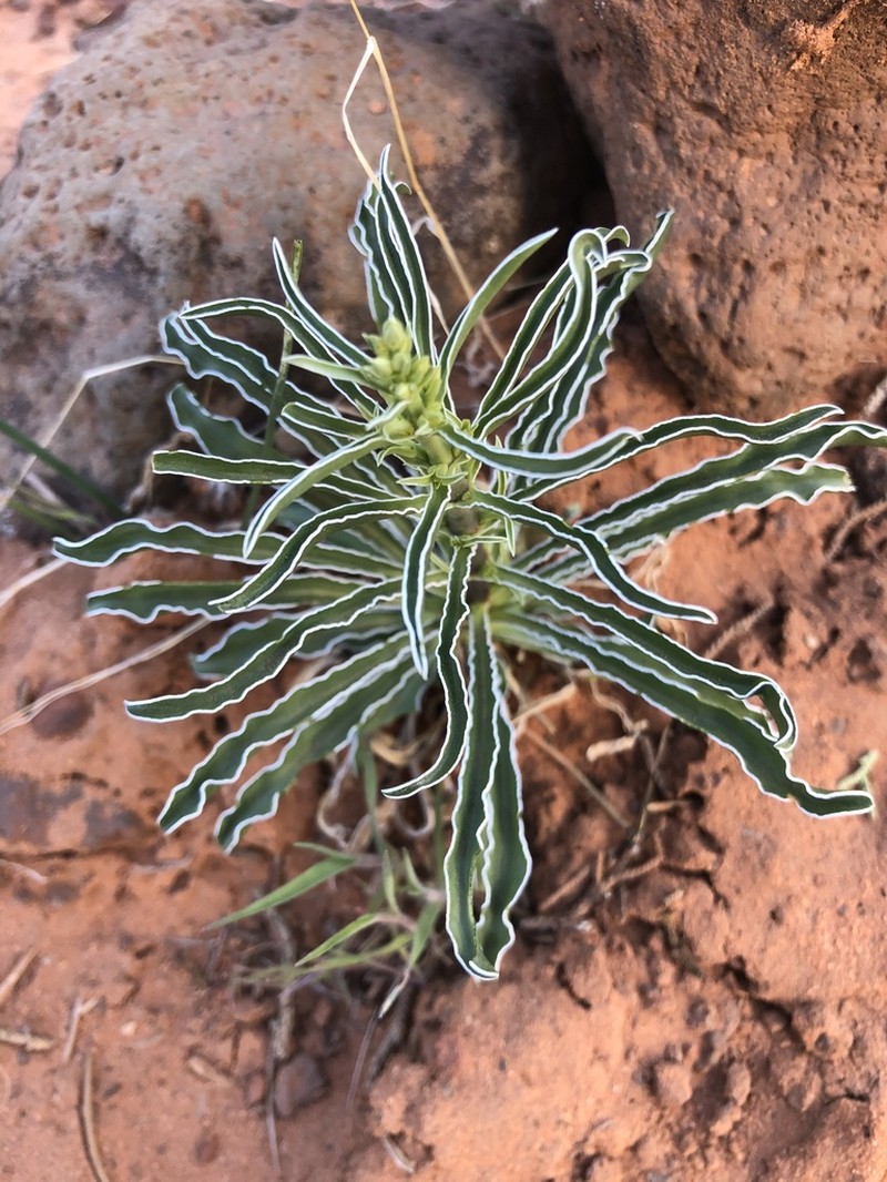 Desert Frasera photo 4