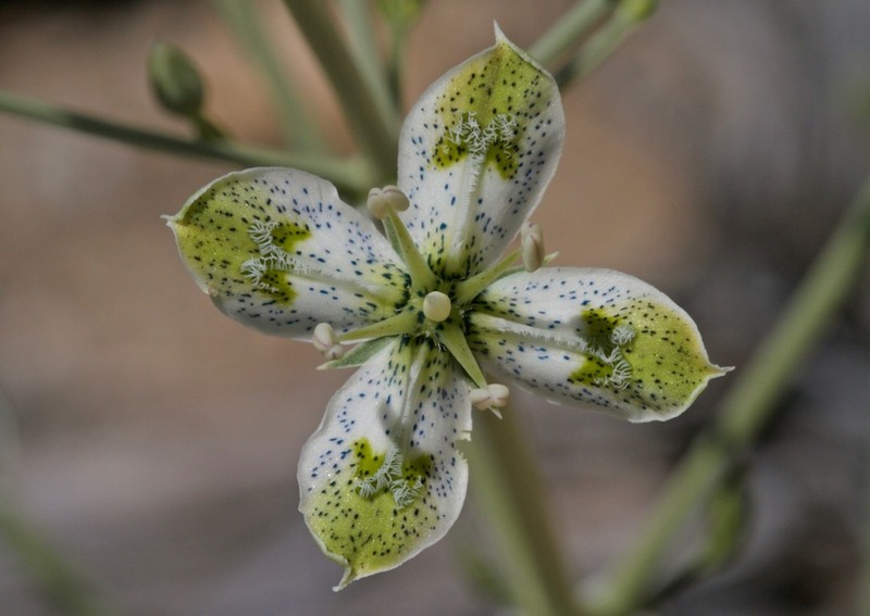 Desert Frasera photo 6