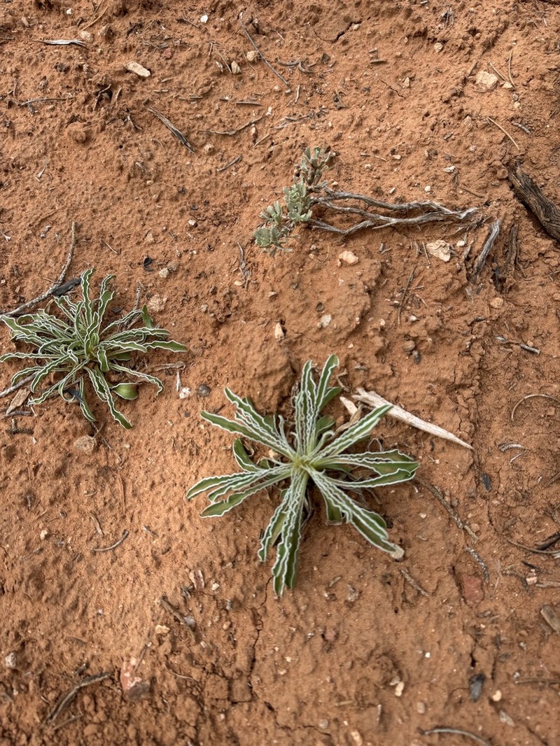 Desert Frasera photo 7