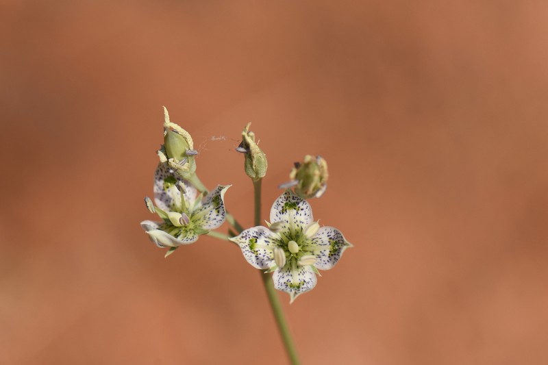 Desert Frasera photo 8