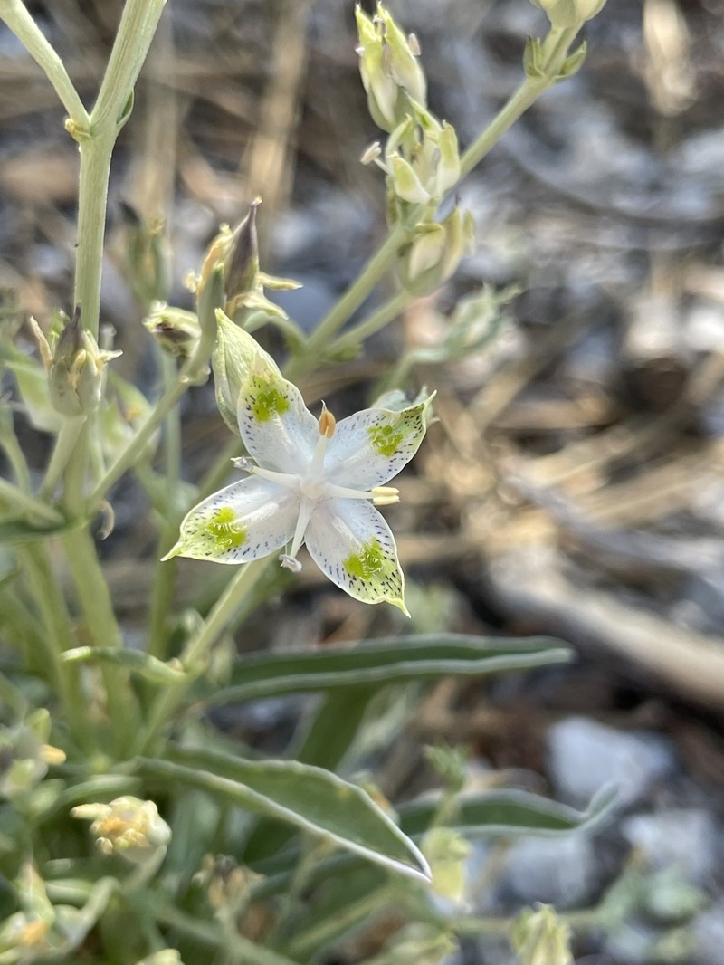 Frasera albomarginata var. induta
