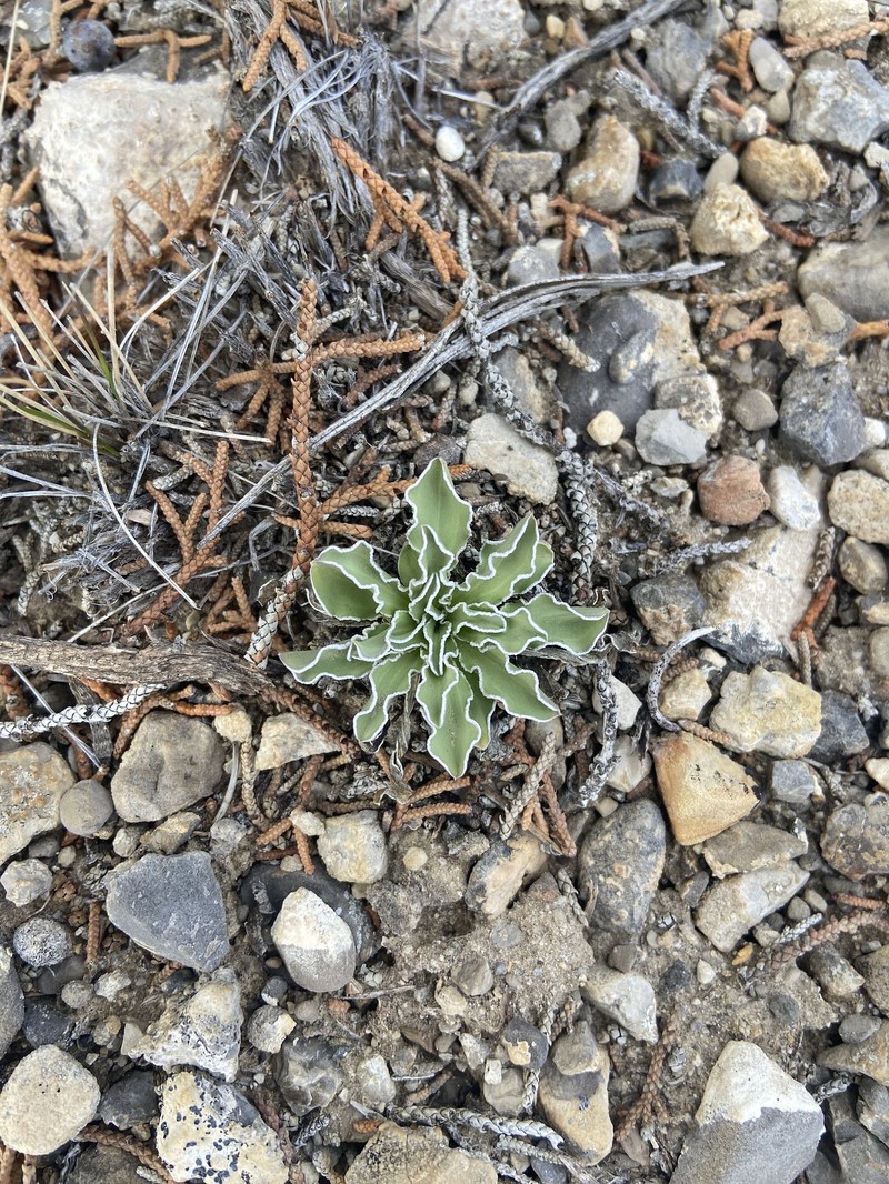 Frasera albomarginata var. induta photo 2