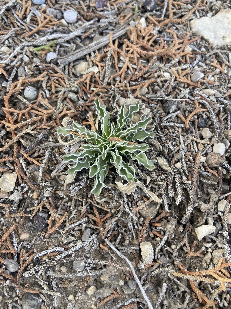 Frasera albomarginata var. induta photo 3