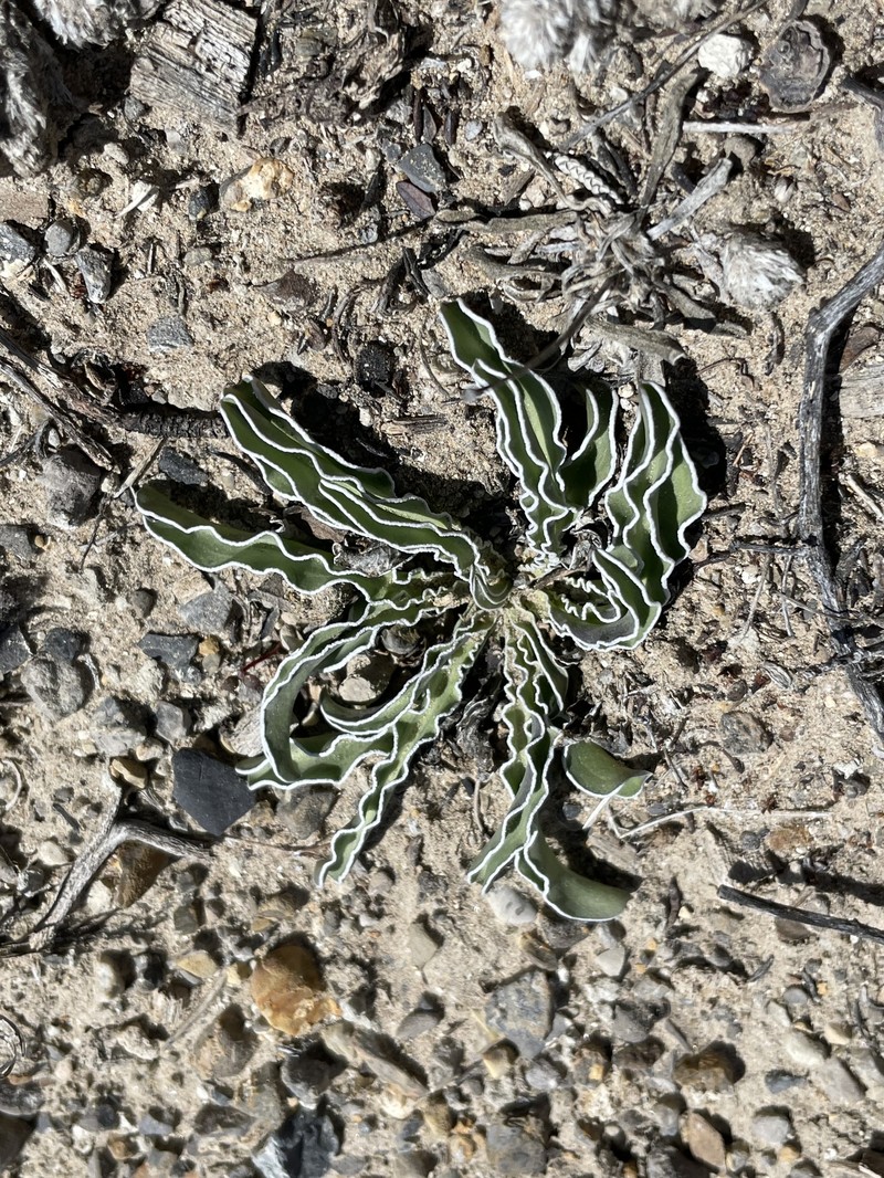 Frasera albomarginata var. induta photo 4