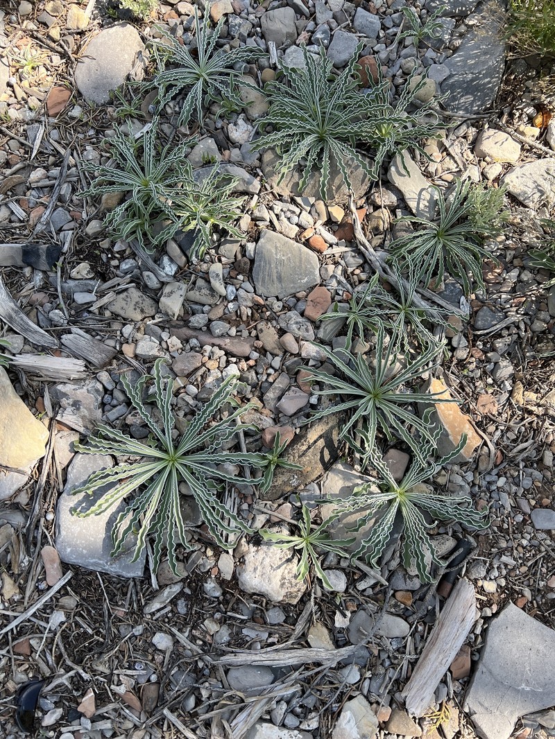 Frasera albomarginata var. induta photo 5
