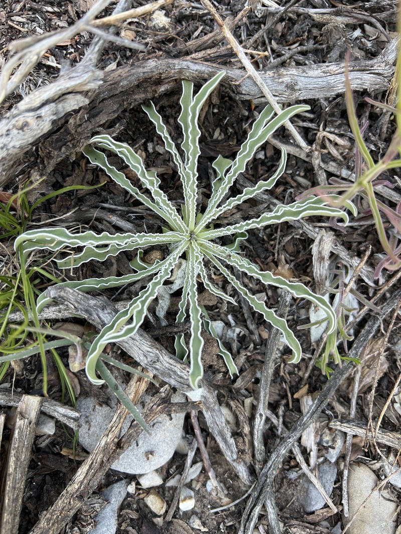 Frasera albomarginata var. induta photo 7