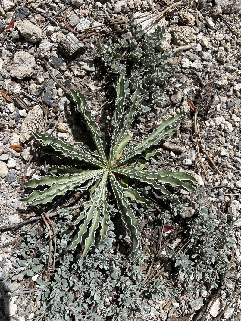 Frasera albomarginata var. induta photo 8