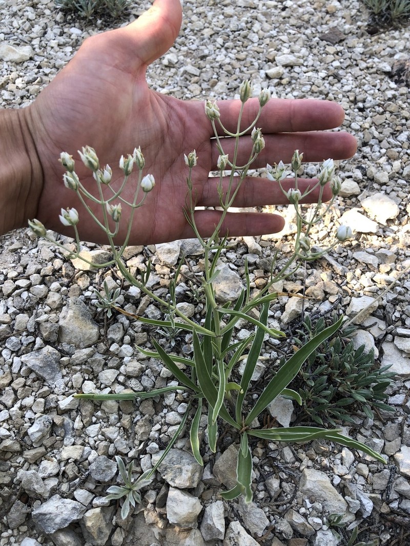 Colorado Frasera