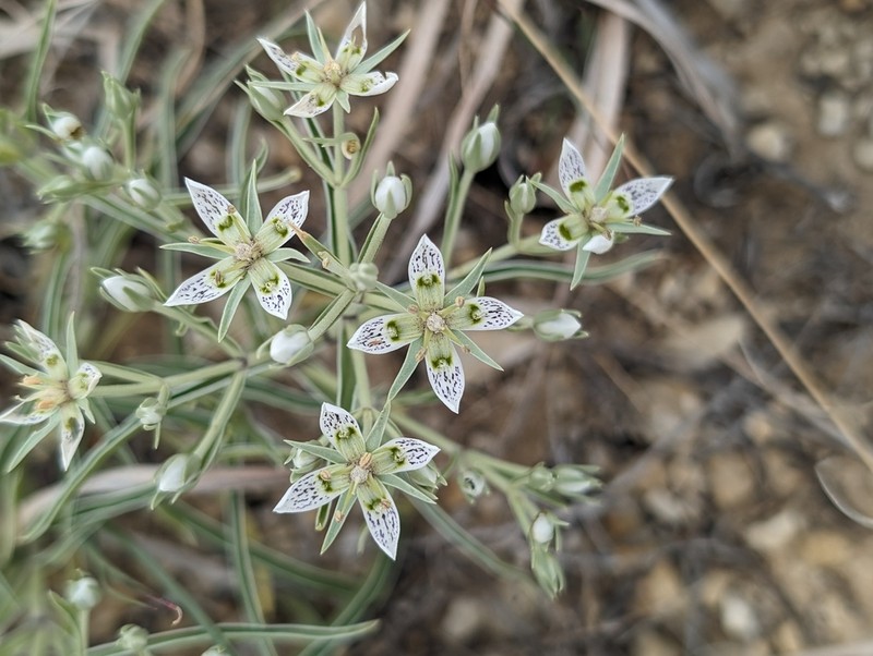 Colorado Frasera photo 2