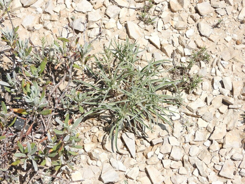 Colorado Frasera photo 8