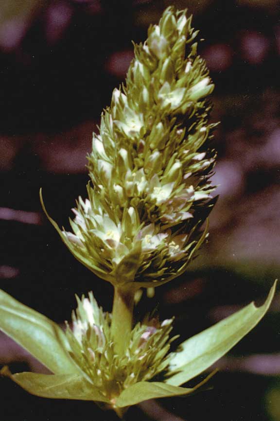 Clustered Green Gentian