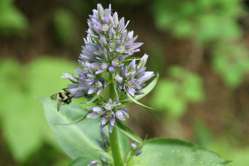 Clustered Green Gentian